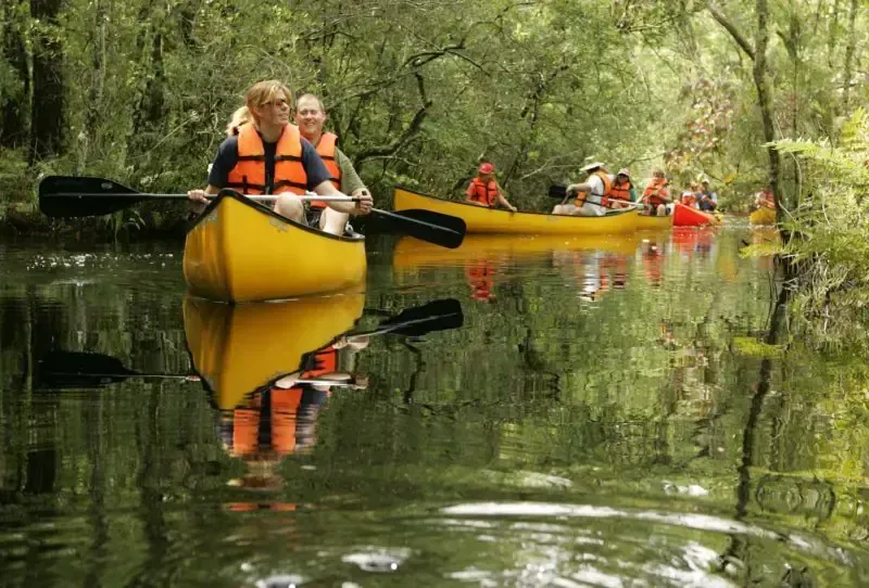 Groupe d’adultes en canoës sur une rivière calme au milieu d’une végétation dense