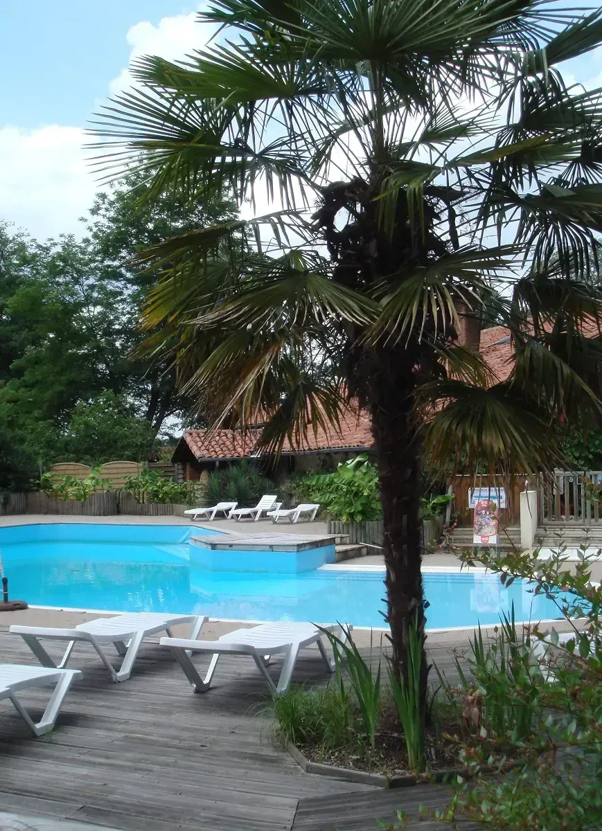 Piscine extérieure avec solarium en bois et transats blancs sous un grand palmier